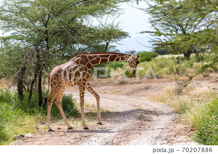 A giraffe crosses a path in the savannah A giraffe crosses a path in the savannah 70207886