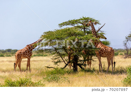 Two Somalia giraffes eat the leaves of acacia trees 70207897