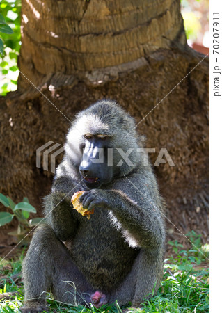 A baboon has found a fruit and nibbles on it 70207911