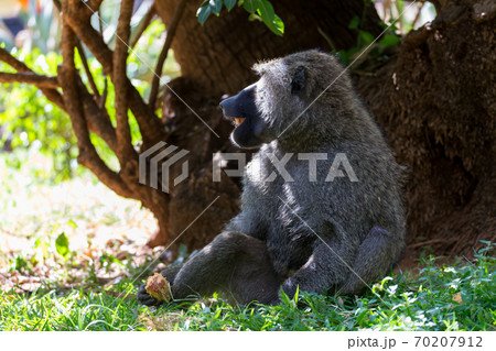 A baboon has found a fruit and eats it 70207912