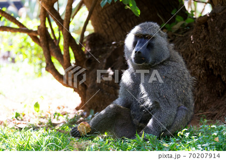 A baboon has found a fruit and eats it 70207914