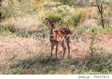Grant Gazelle grazes in the vastness of the Kenyan savannah 70207915
