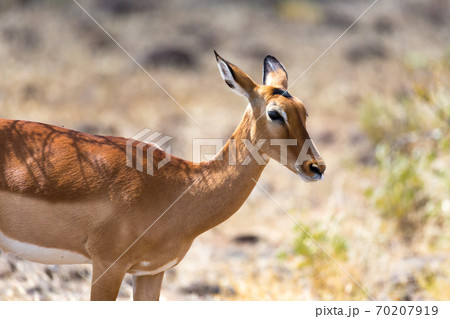 Grant Gazelle grazes in the vastness of the Kenyan savannah Grant Gazelle grazes in the vastness of the Kenyan savannah 70207919