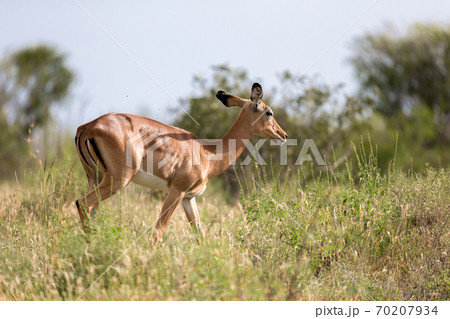 Antelope is standing between the plants in the savannah 70207934