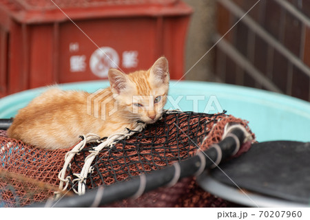 可愛い子猫 可愛い子猫 70207960