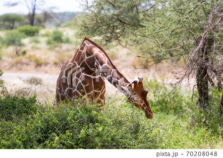 A closeup of a giraffe with many plants in the background 70208048