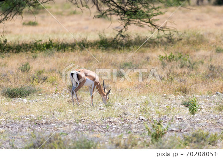 Grant Gazelle grazes in the vastness of the Kenyan savannah Grant Gazelle grazes in the vastness of the Kenyan savannah 70208051