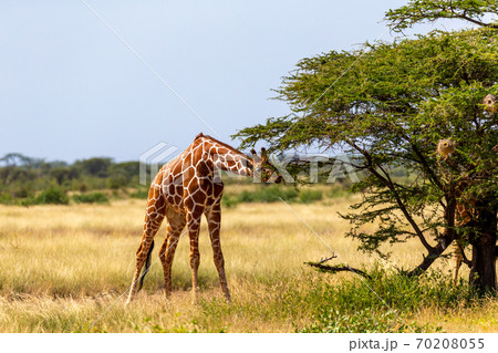 Somalia giraffes eat the leaves of acacia trees Somalia giraffes eat the leaves of acacia trees 70208055