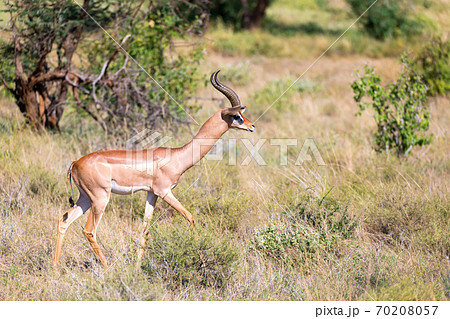 A Gerenuk walks in the grass through the savannah 70208057