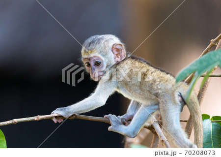 A little funny monkey is playing on the floor or on the tree A little funny monkey is playing on the floor or on the tree 70208073
