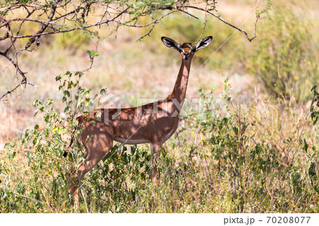 A gerenuk between the plants in the savannah 70208077
