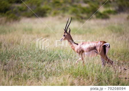 Some antelopes in the grass landscape of Kenya Some antelopes in the grass landscape of Kenya 70208094