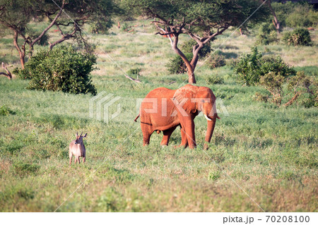A big red elephant walks through the savannah between many plants A big red elephant walks through the savannah between many plants 70208100