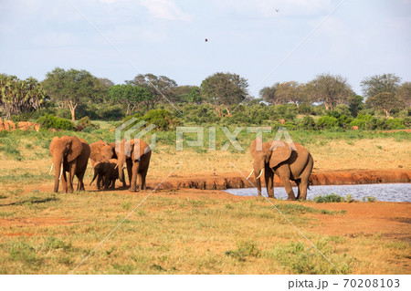 A family of red elephants at a water hole in the middle of the savannah A family of red elephants at a water hole in the middle of the savannah 70208103