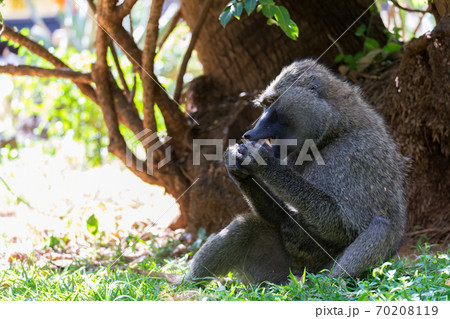 A baboon has found a fruit and eats it A baboon has found a fruit and eats it 70208119
