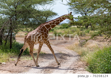 A giraffe crosses a path in the savannah A giraffe crosses a path in the savannah 70208124