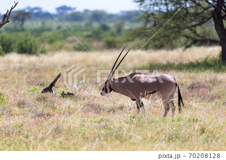 An Oryx family stands in the pasture surrounded by green grass and shrubs 70208128