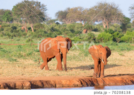 A family of red elephants at a water hole in the middle of the savannah A family of red elephants at a water hole in the middle of the savannah 70208138