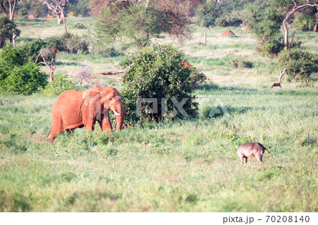 A big red elephant walks through the savannah between many plants A big red elephant walks through the savannah between many plants 70208140