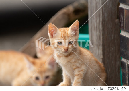 可愛い子猫の写真素材