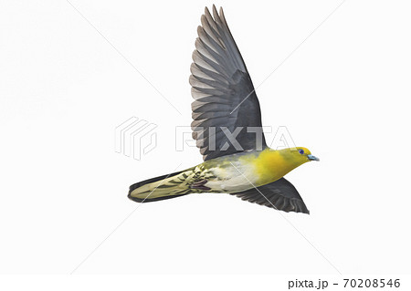 アオバト雄成鳥の飛翔 70208546