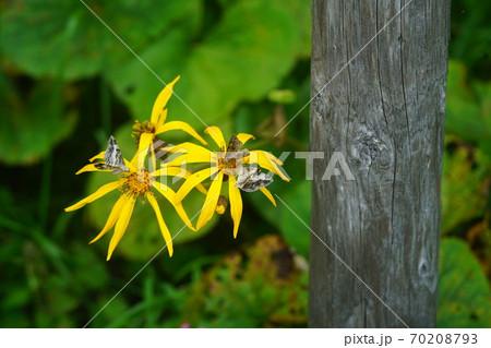 マルバダケブキの蜜を吸うシロシタオビエダシャク 70208793