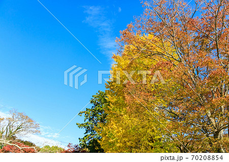 紅葉が奇麗な秋の伊豆の風景 70208854