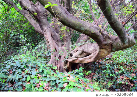 アコウの木【室戸世界ジオパーク】 70209034