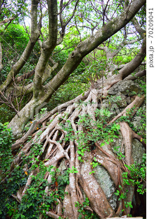 アコウの木【室戸世界ジオパーク】 70209041