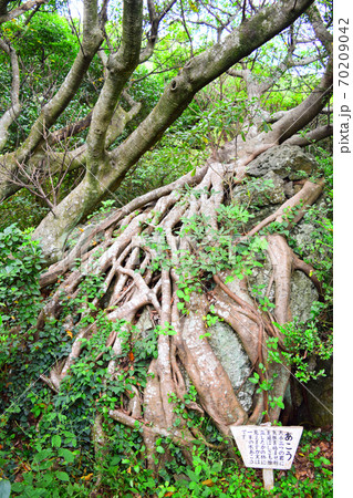 アコウの木【室戸世界ジオパーク】 アコウの木【室戸世界ジオパーク】 70209042