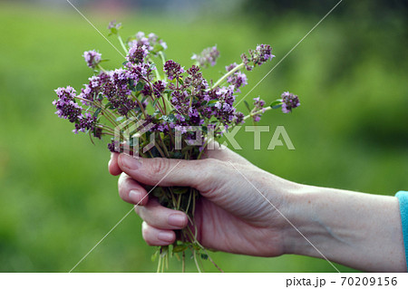 girl with a bouquet of Thymus serpyllum 70209156