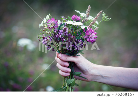 girl with a bouquet of Thymus serpyllum 70209157