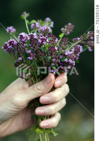 girl with a bouquet of Thymus serpyllum 70209158