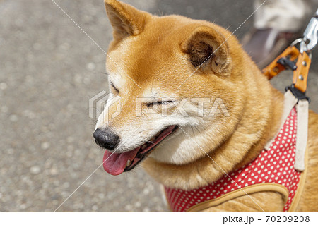 笑っているような豆柴の写真素材 7098