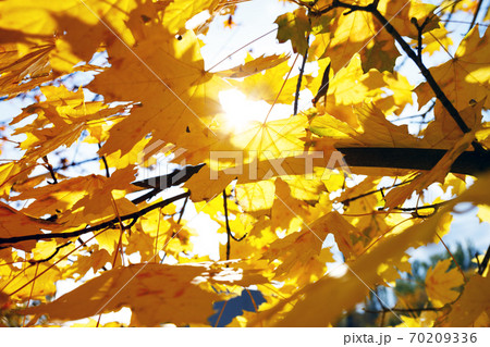 background of yellow maple leaves 70209336