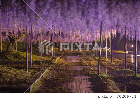 兵庫県 百毫寺 藤の花 ライトアップ 70209721