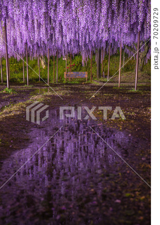 兵庫県 百毫寺 藤の花 ライトアップ 70209729