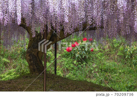 兵庫県 百毫寺 藤の花  70209736