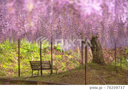 兵庫県 百毫寺 藤の花  70209737