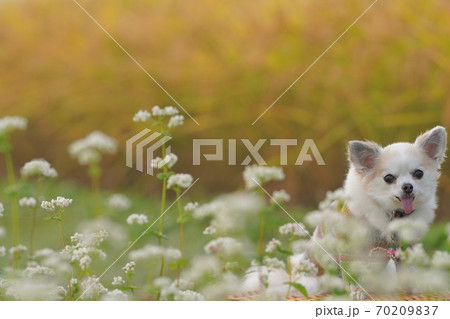 新そばと新米に囲まれるチワワ 70209837