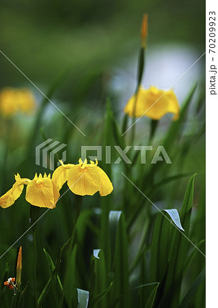 藤が丘公園の池の周りの花々の写真素材