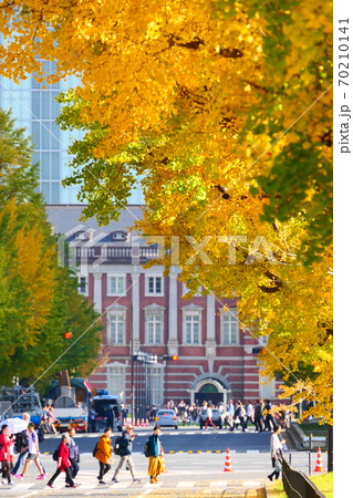 行幸通りの銀杏並木。千代田、東京、日本。11月下旬。 70210141