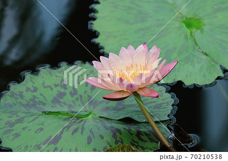 一輪の睡蓮の花 70210538