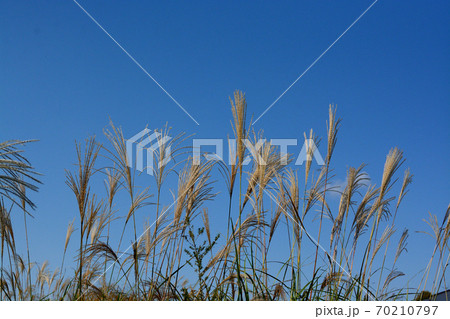 秋の青空になびくススキ 70210797
