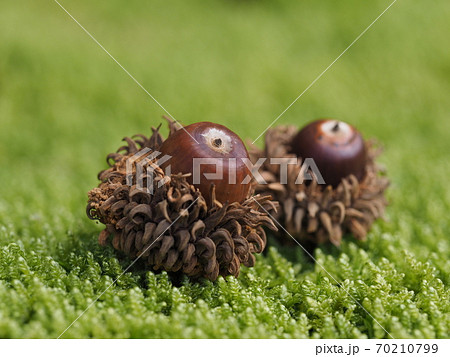 コケの上のアベマキのドングリ 70210799