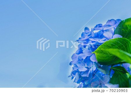 高塔山公園のアジサイの写真素材