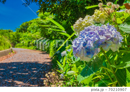 高塔山公園のアジサイの写真素材