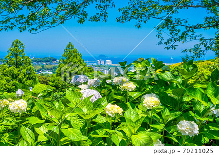 高塔山公園のアジサイ 70211025