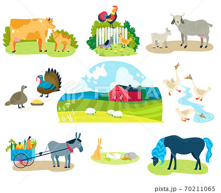 Farm animals vector illustration set, cartoon flat domestic animals collection with donkey with farmers wagon, goat sheep horse cow chicken 70211065