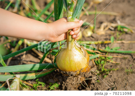 Child's hand picking onion from dry ground. 70211098